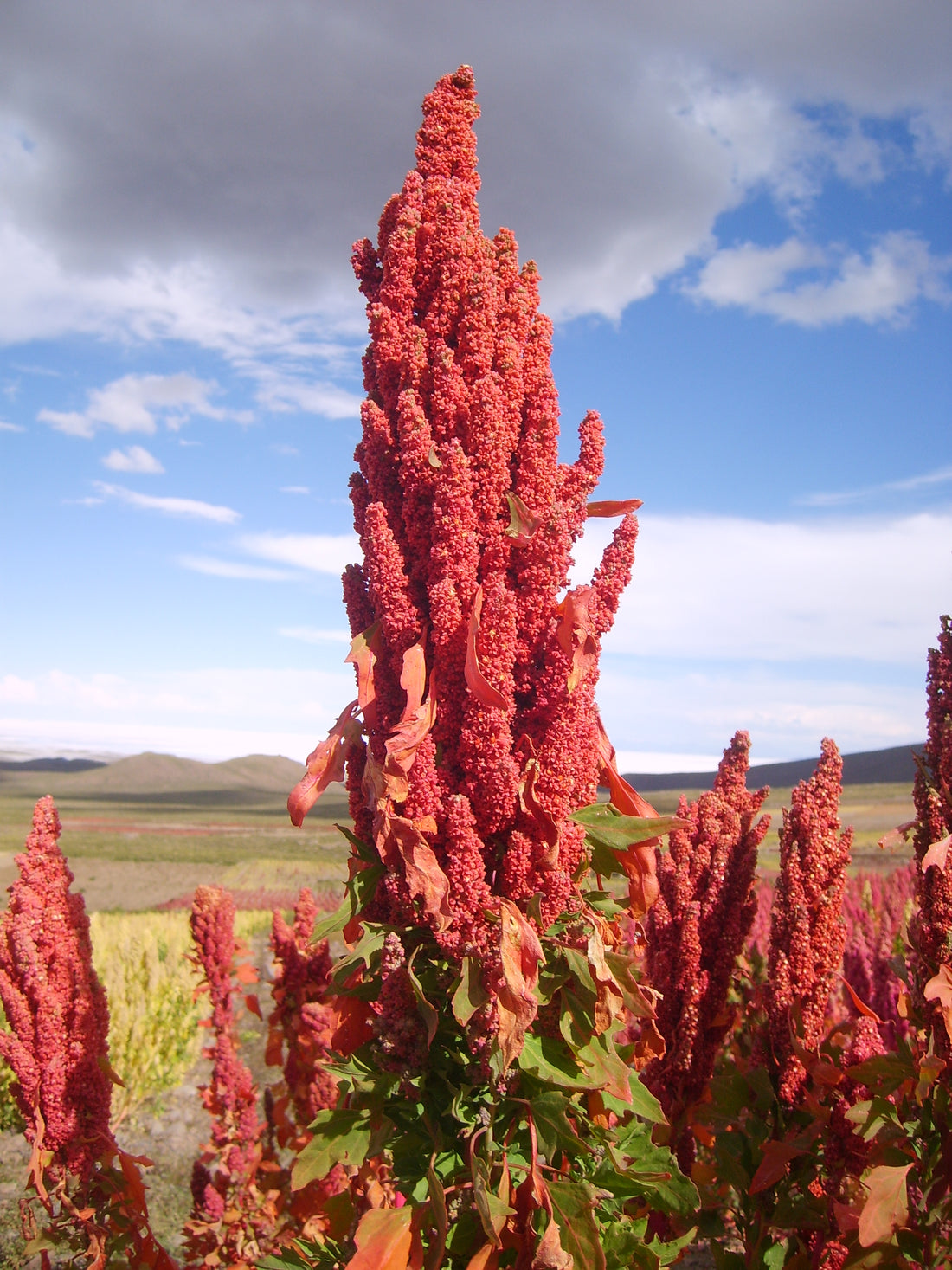 Organic Quinoa: Culinary Wonders Unleashed