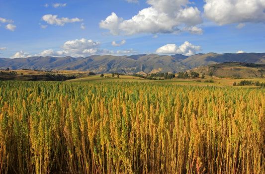 Inca Gold Organics Quinoa Field